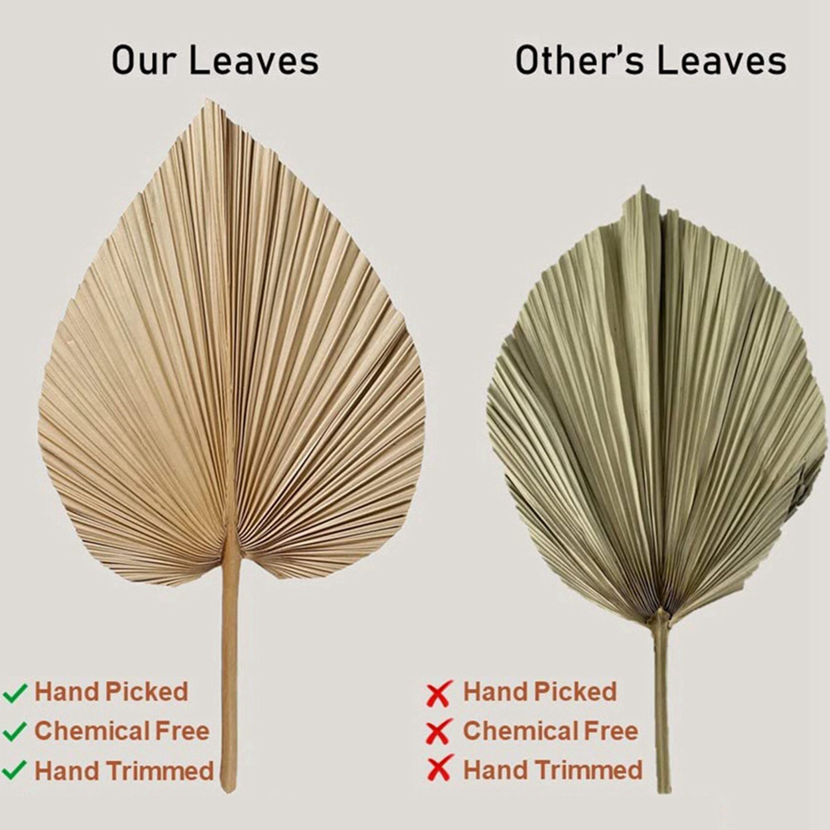 Palm Leaf Dried - 8 foglie di palma naturali essiccate