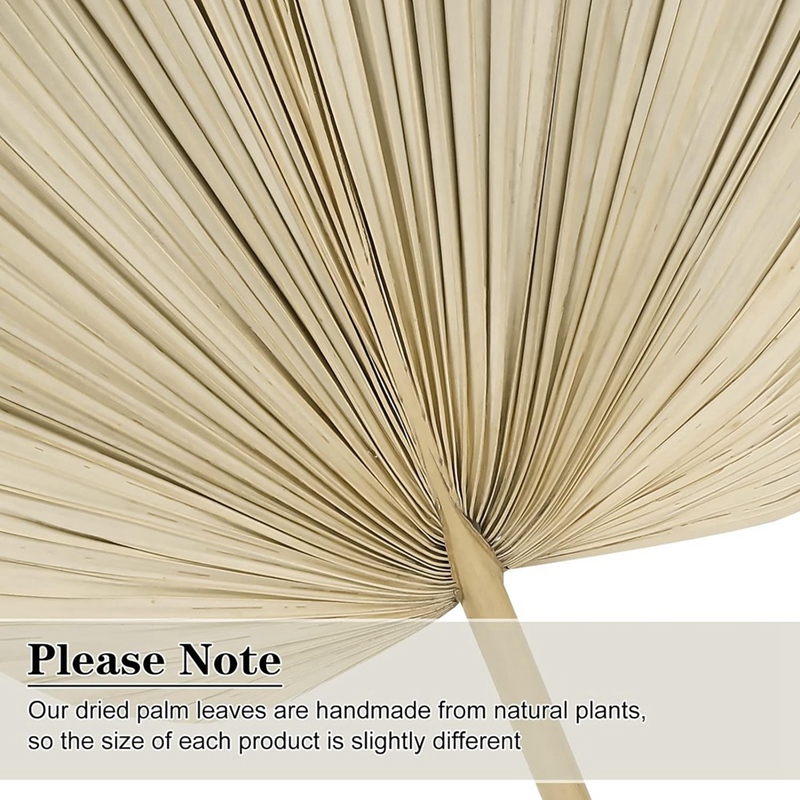 Palm Leaf Dried - Nuovi 6 pezzi di foglie di