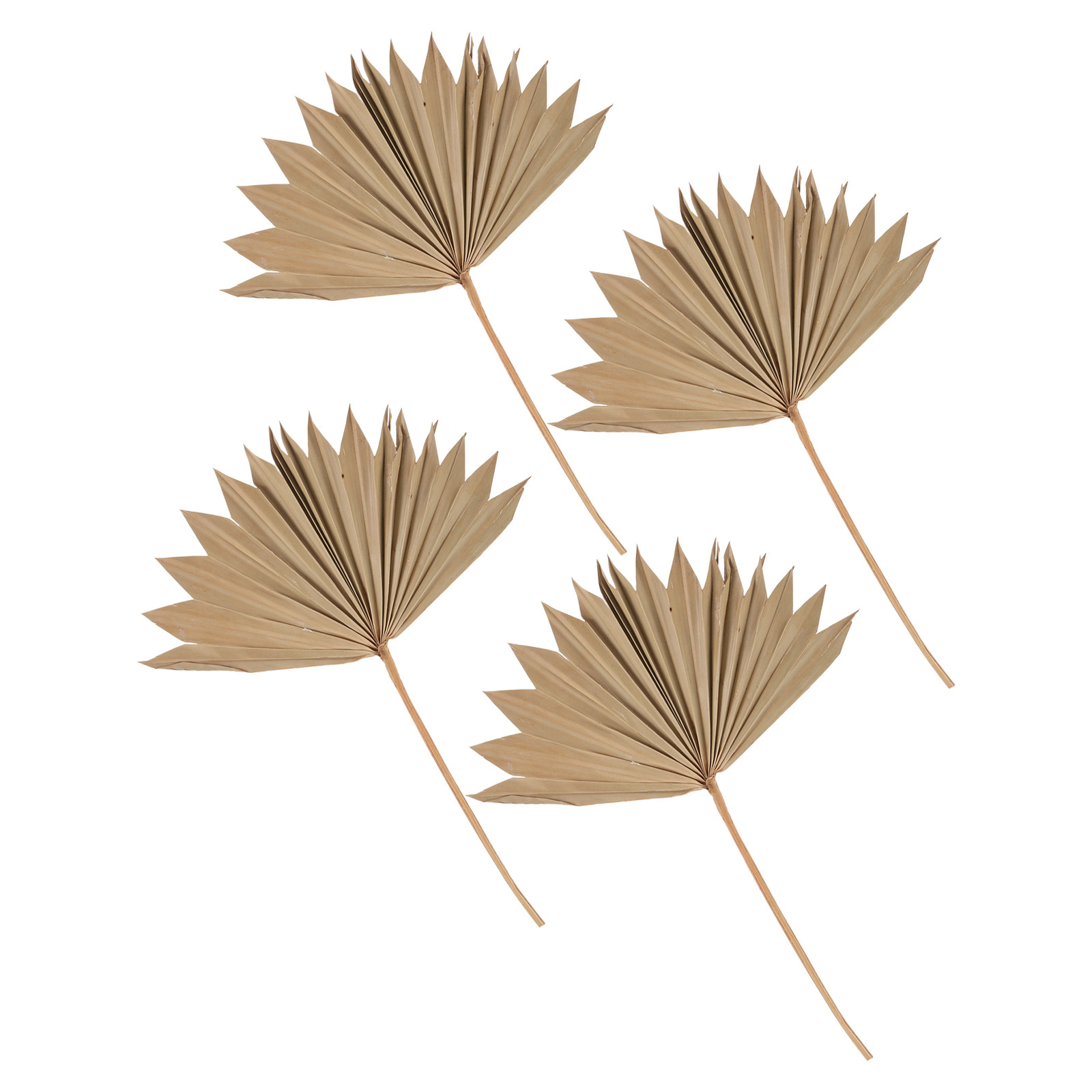 Palm Leaf Dried - 4 Pezzi di Foglie di Palma