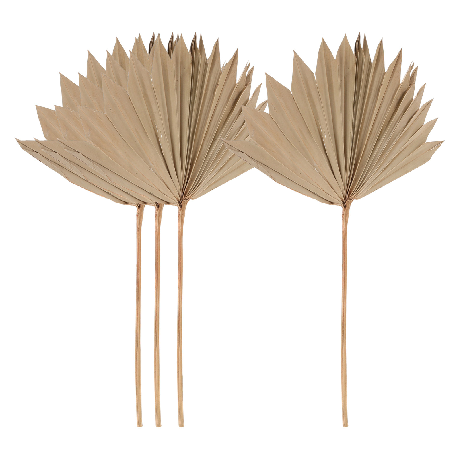 Palm Leaf Dried - 4 Pezzi di Decorazioni a Forma