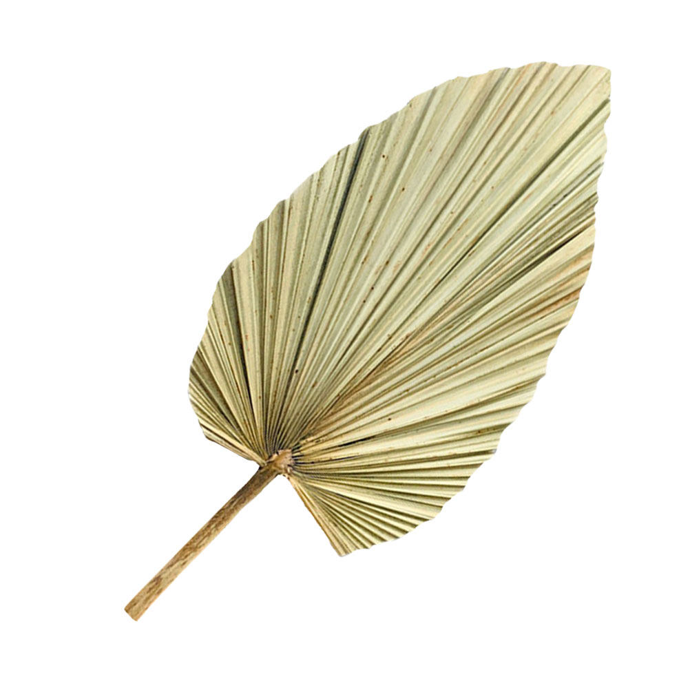 1 Pezzo di Foglia di Palma Nat - Palm Leaf Dried recensione e prezzo