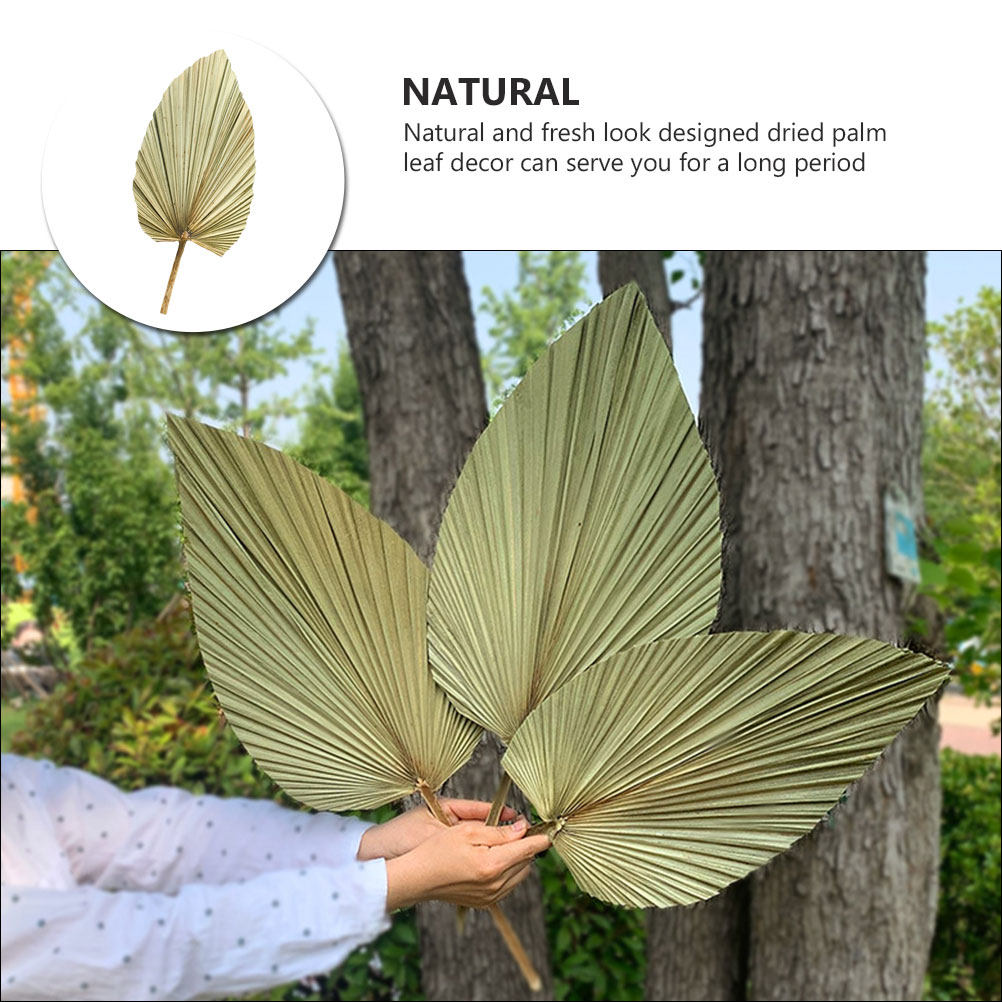 1 Pezzo di Foglia di Palma Nat - Palm Leaf Dried recensione e prezzo