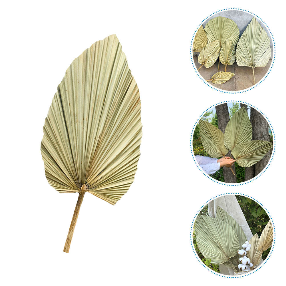 1 Pezzo di Foglia di Palma Nat - Palm Leaf Dried recensione e prezzo