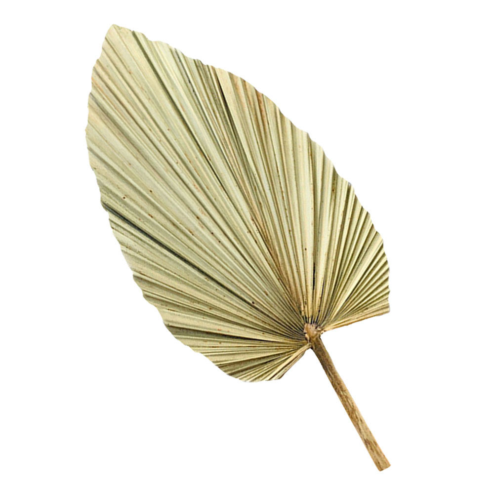 1 Pezzo Decorazione Vivace a F - Palm Leaf Dried recensione e prezzo