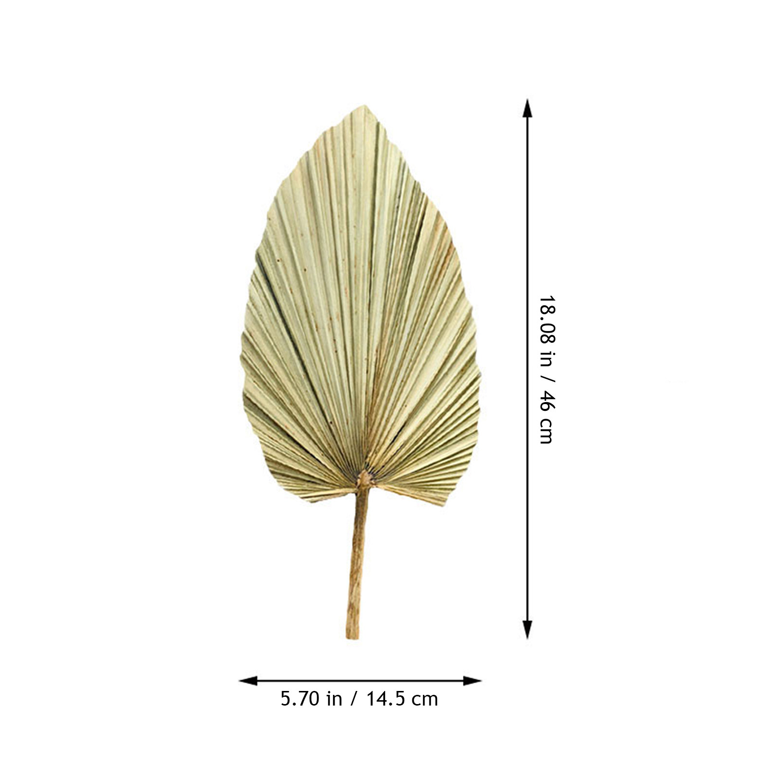 1 Pezzo Decorazione Vivace a F - Palm Leaf Dried recensione e prezzo