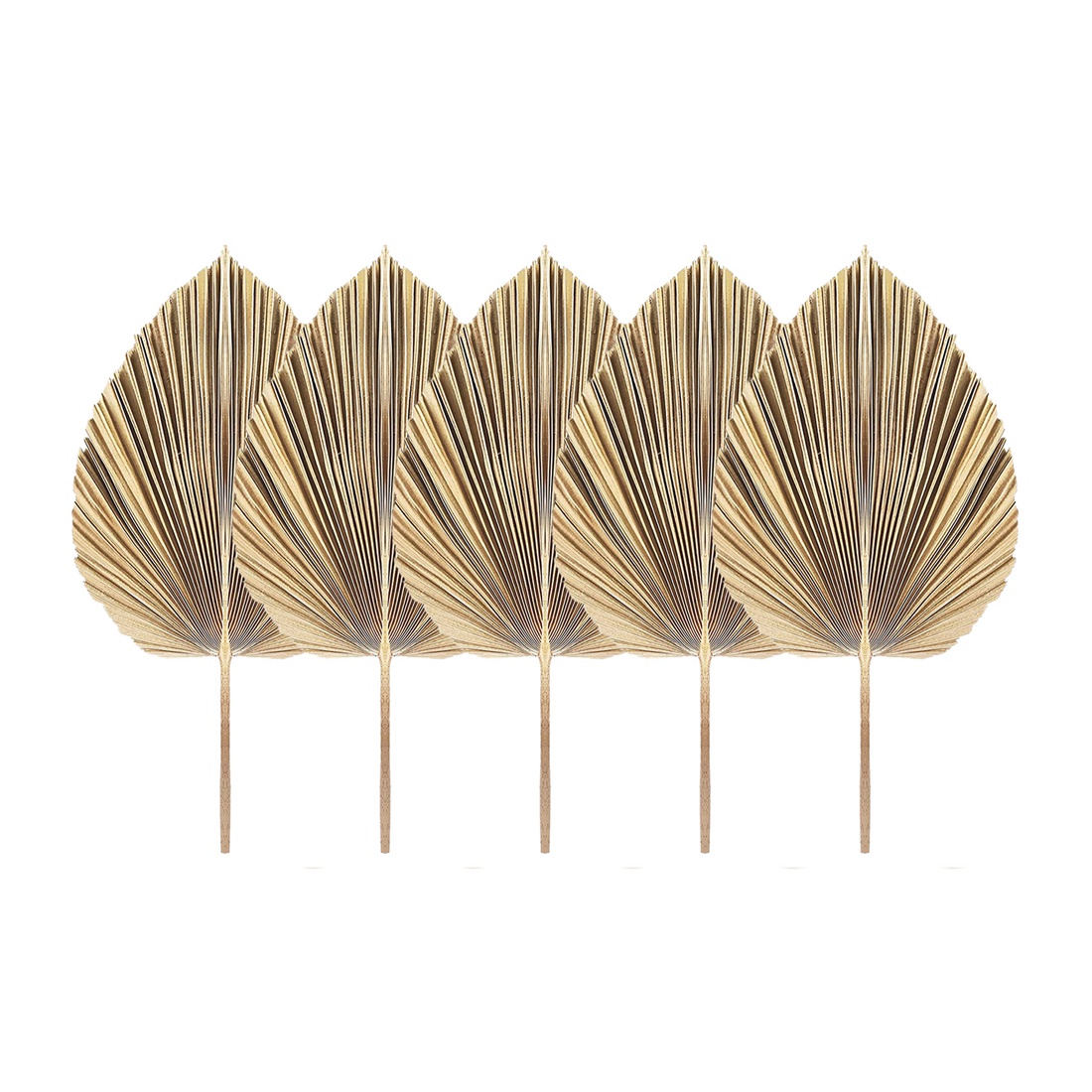 5 pezzi di foglie di palma ess - Palm Leaf Dried recensione e prezzo