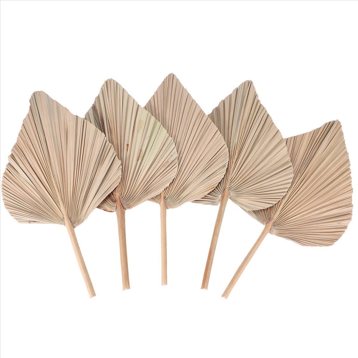 NOCM Foglie di palma essiccate - Palm Leaf Dried recensione e prezzo