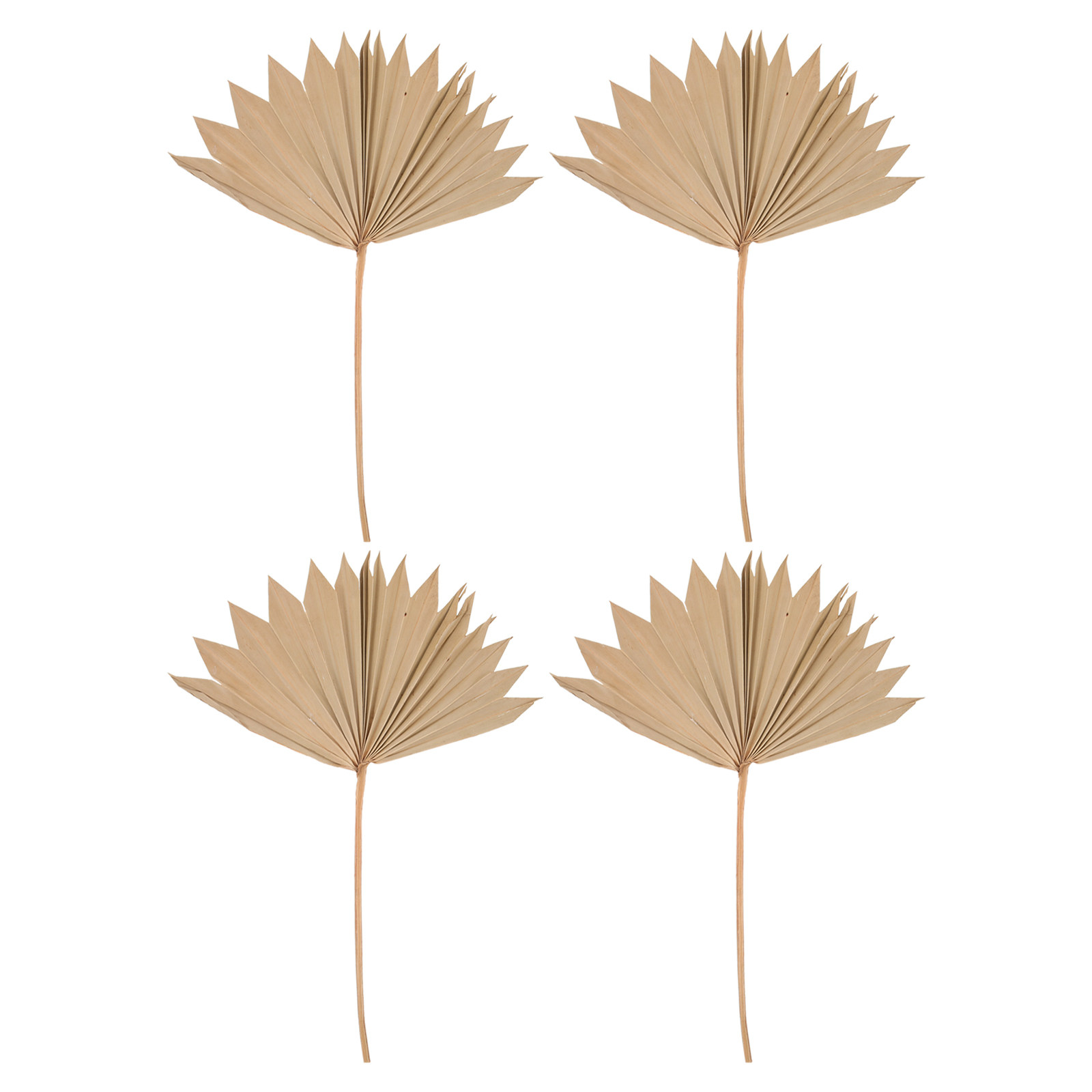 4 Pezzi di Foglie di Palma Ess - Palm Leaf Dried recensione e prezzo