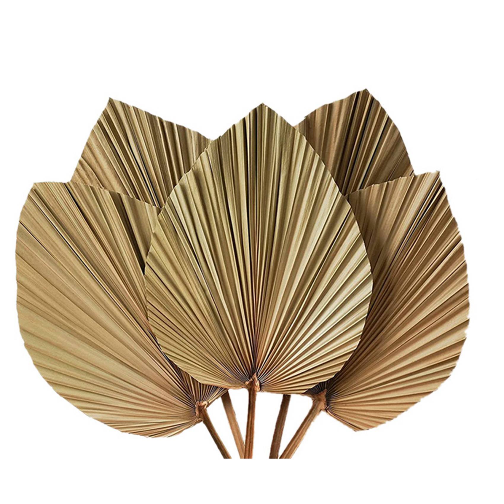 Foglie di palma essiccate per  - Palm Leaf Dried recensione e prezzo