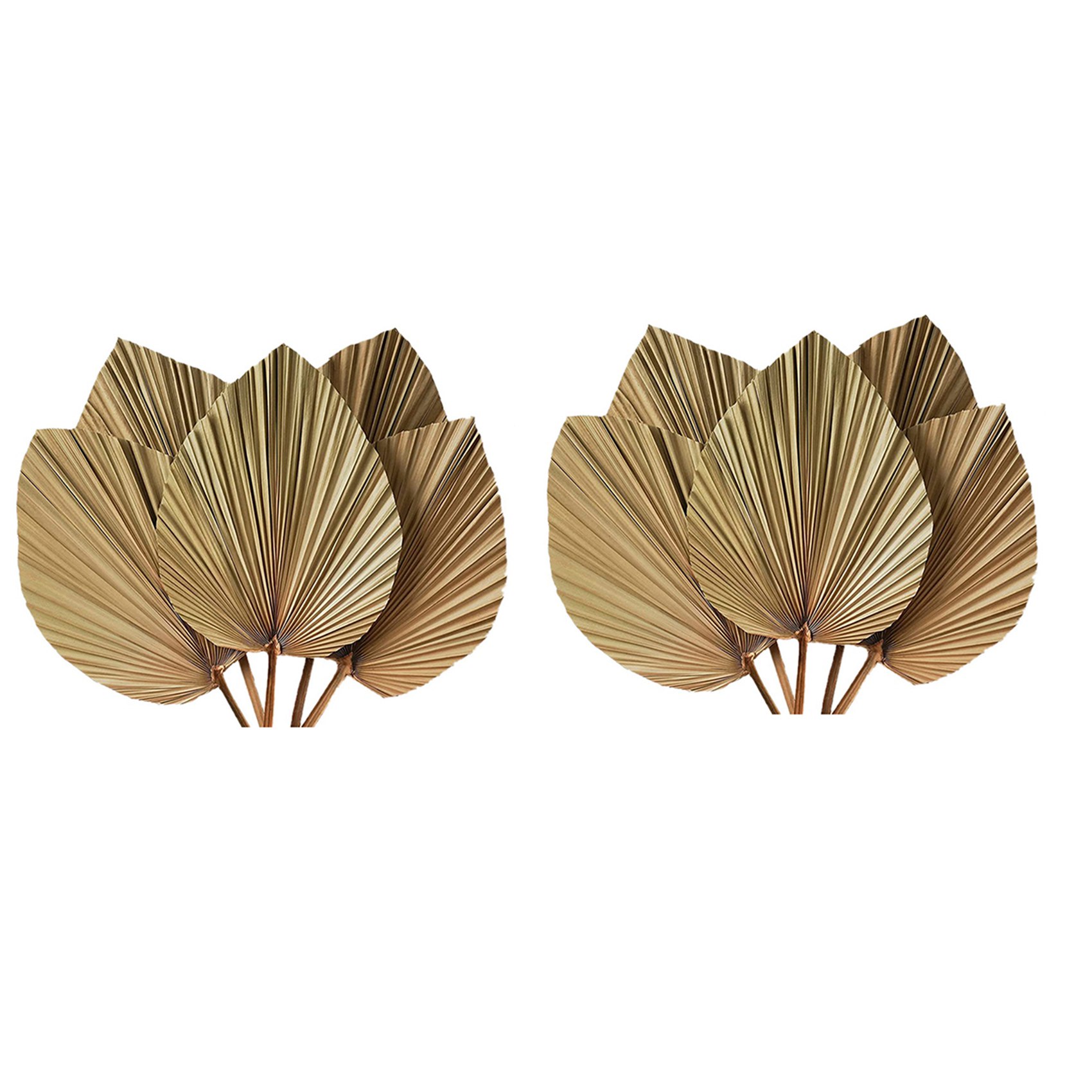 Foglie di palma essiccate per  - Palm Leaf Dried recensione e prezzo
