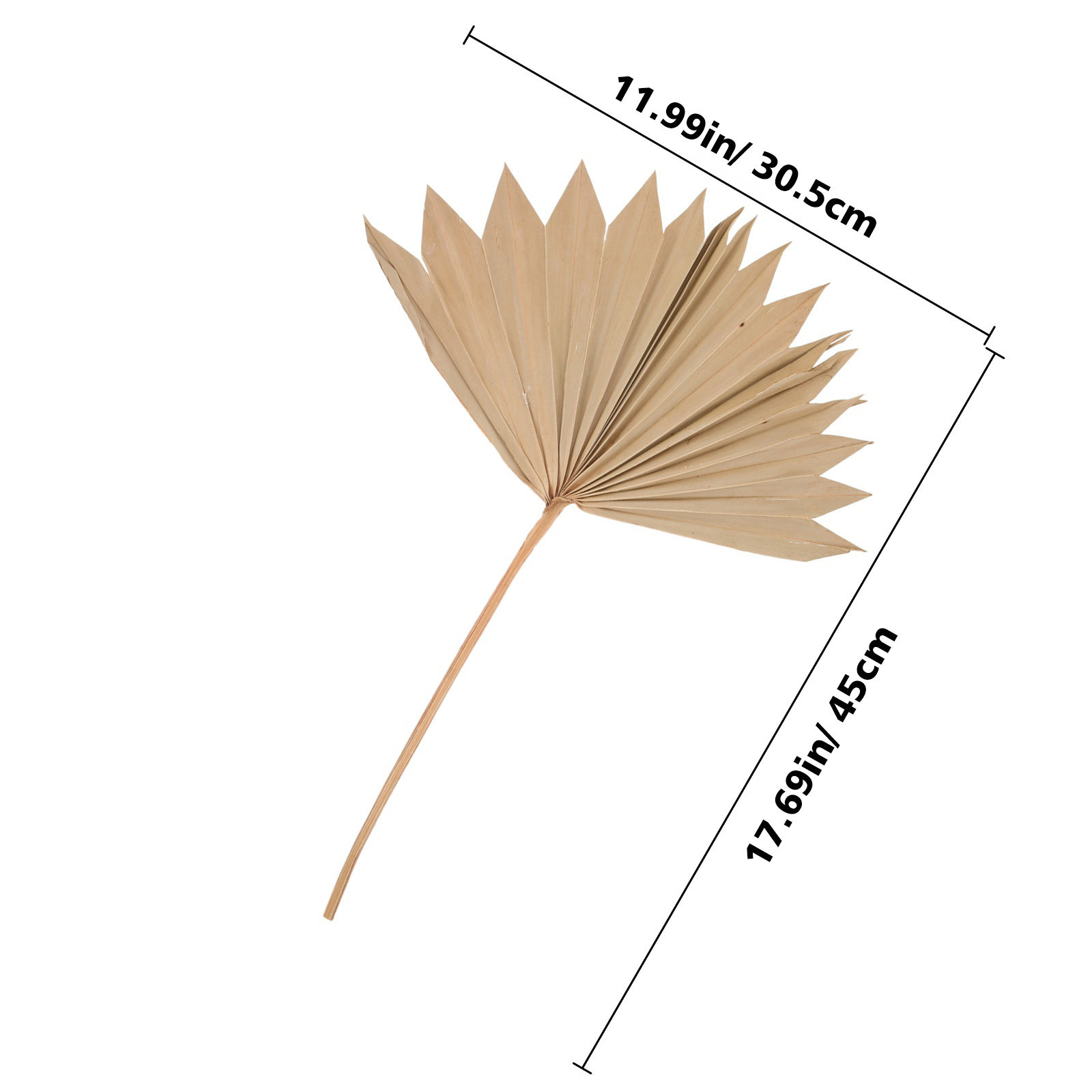 4 Pezzi Decorazioni in Foglie  - Palm Leaf Dried recensione e prezzo