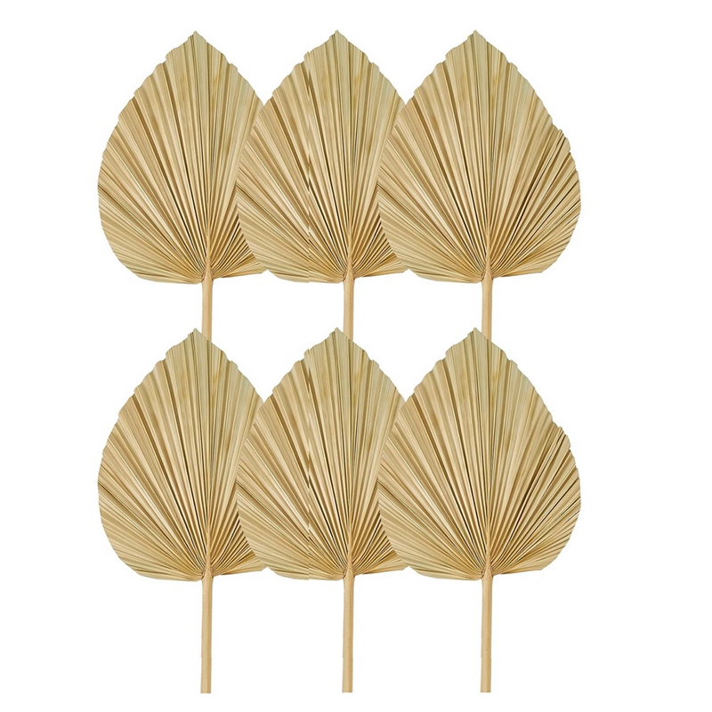 Nuovi 6 pezzi di foglie di pal - Palm Leaf Dried recensione e prezzo