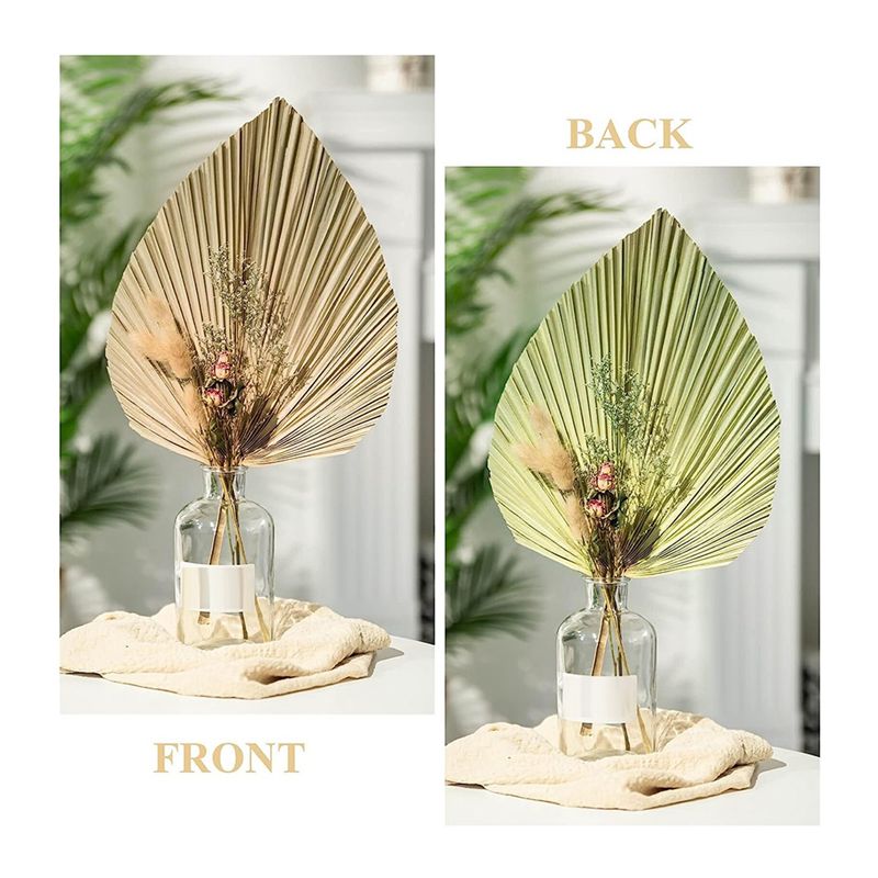 A27F-6 Pezzi Foglie di Palma T - Palm Leaf Dried recensione e prezzo