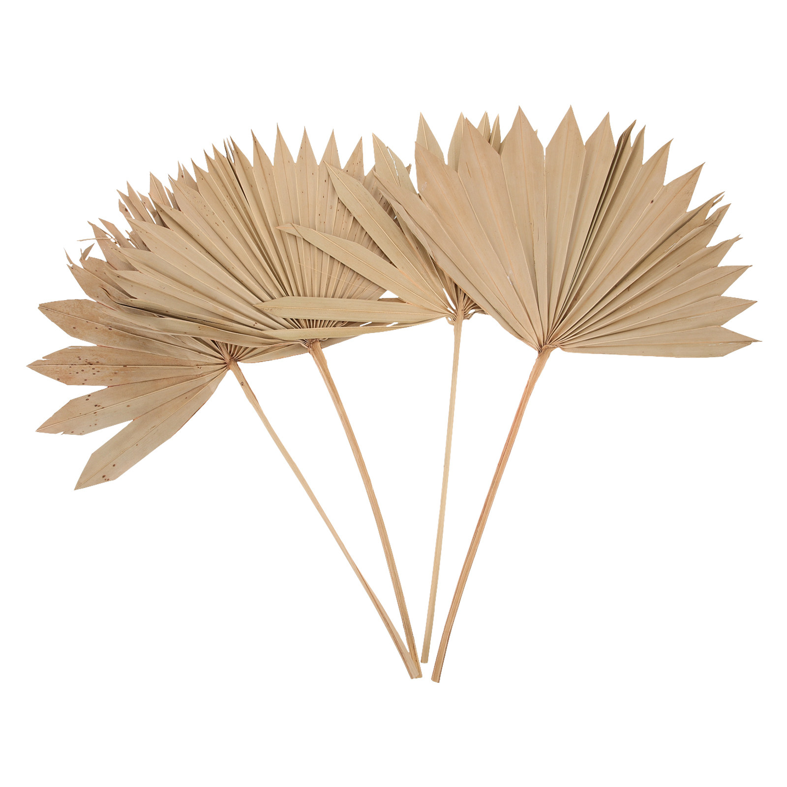 4 Pezzi di Decorazioni a Forma - Palm Leaf Dried recensione e prezzo