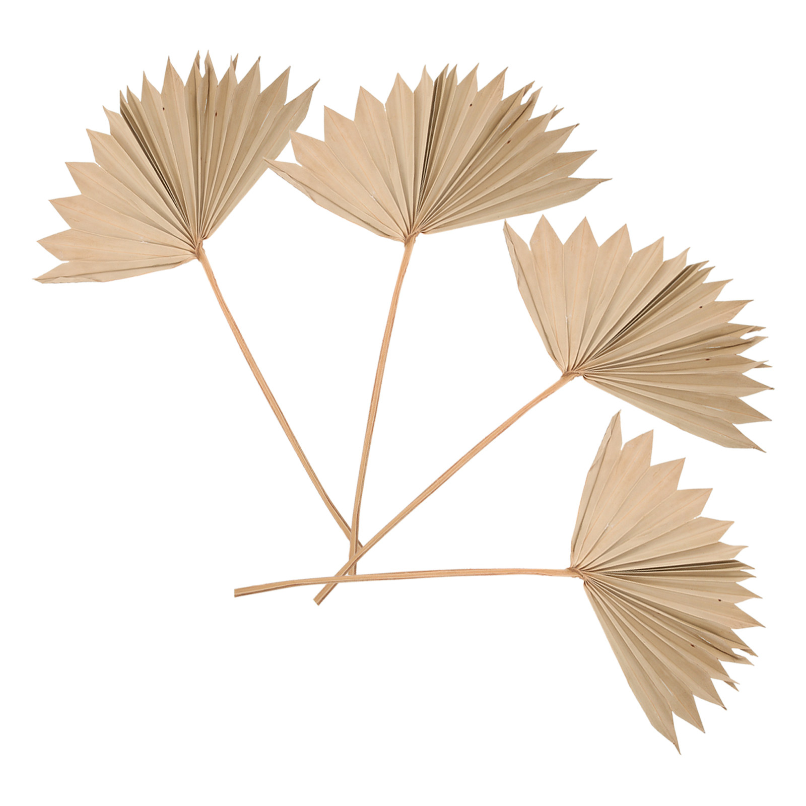 4 Pezzi di Foglie di Palma Sec - Palm Leaf Dried recensione e prezzo