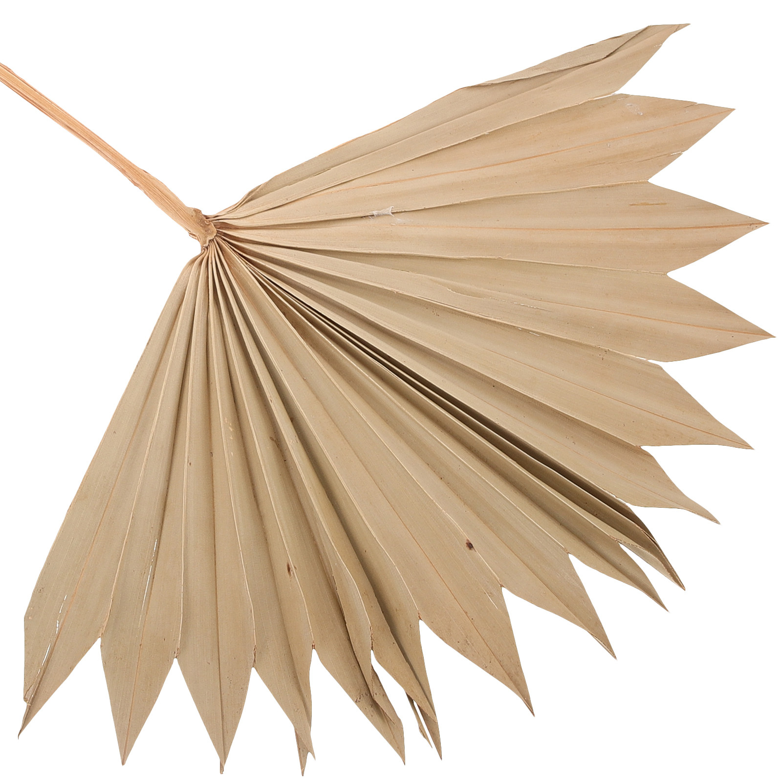 4 Pezzi di Foglie di Palma Sec - Palm Leaf Dried recensione e prezzo