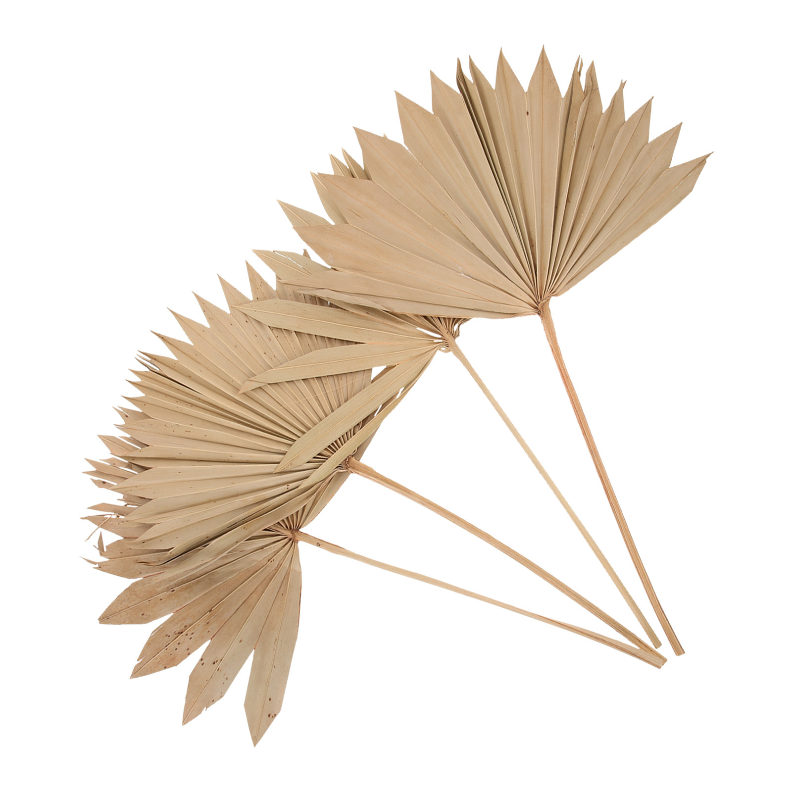 4 Pezzi di Foglie di Palma Sec - Palm Leaf Dried recensione e prezzo